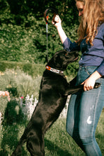 Load image into Gallery viewer, PALERMO - Handmade Argentinean Leather Dog Collar