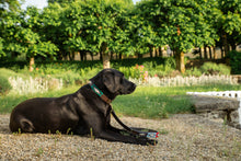 Load image into Gallery viewer, PALERMO - Handmade Argentinean Leather Dog Collar