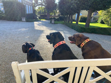 Lade das Bild in den Galerie-Viewer, CHICA – Handgefertigtes Hundehalsband aus argentinischem Leder