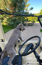 Lade das Bild in den Galerie-Viewer, PEPA - Handgefertigtes Hundehalsband aus argentinischem Leder