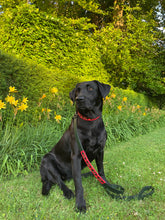 Load image into Gallery viewer, RECOLETA - Handmade Argentinean Leather Dog Collar