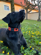 Load image into Gallery viewer, CHAPO - Handmade Argentinean Leather Dog Collar